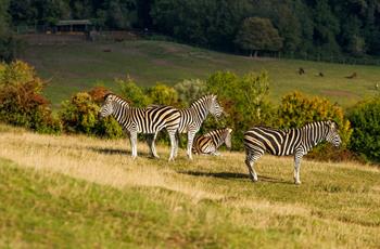 Chapman Zebra 