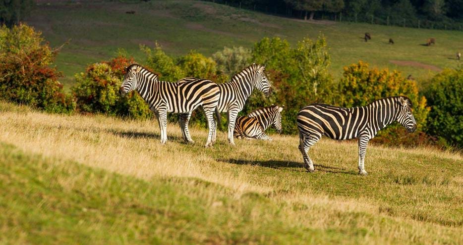 Chapmans zebras on the safari experience at Port Lympne Hotel & Reserve in Kent