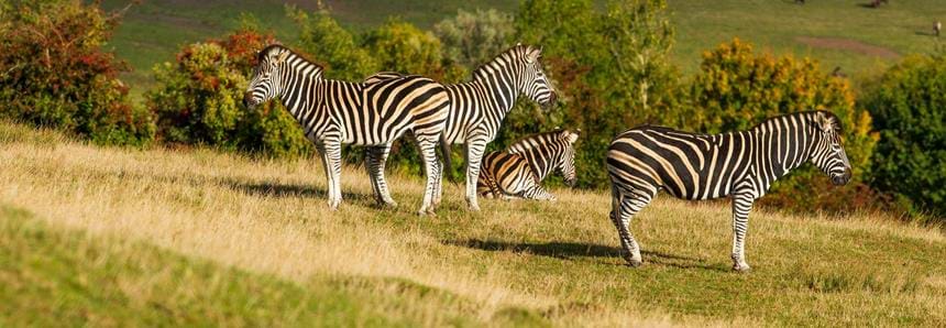 Chapmans zebras on the safari experience at Port Lympne Hotel & Reserve in Kent