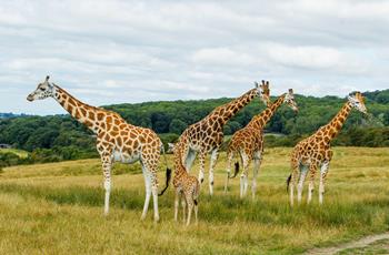 Nubian Giraffe