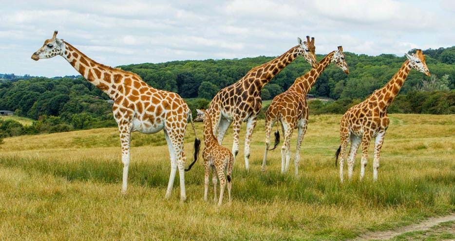 Rothschild Giraffes at Port Lympne Hotel & Reserve in Kent, UK