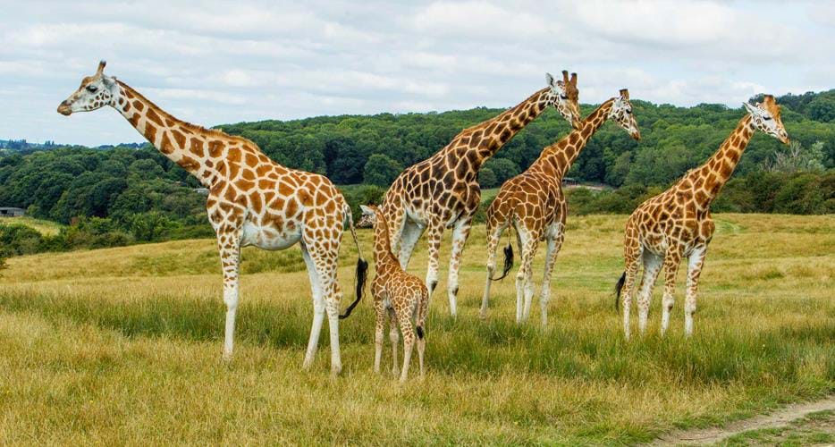 Rothschild Giraffe Conservation Breeding At Port Lympne The Aspinall Foundation
