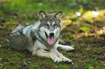 European Grey Wolves