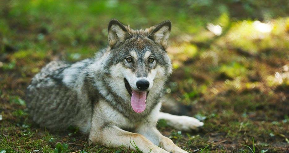 European grey wolf at at Port Lympne Hotel & Reserve in Kent, UK