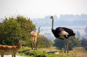 See Over 700 Animals At Port Lympne Hotel & Reserve | The ...
