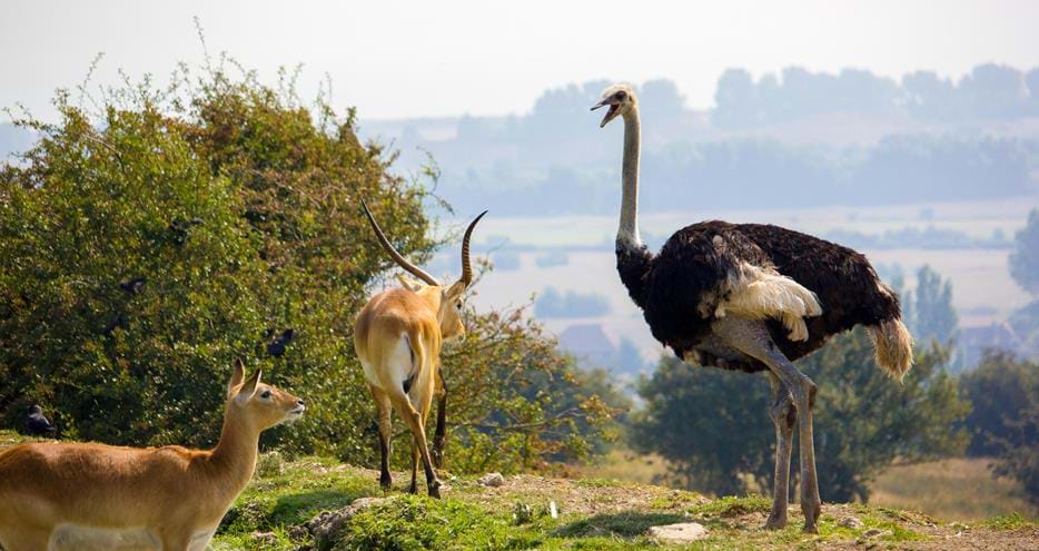 Red lechwe and ostrich at Kent's original safari experience, Port Lympne Hotel & Reserve
