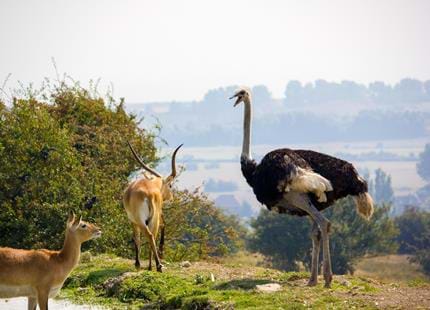 Red lechwe and ostrich at Kent's original safari experience, Port Lympne Hotel & Reserve