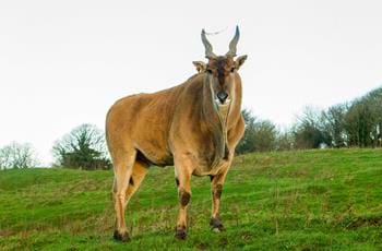 Common Eland