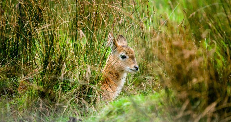 Red lechwe fawn at Port Lympne Hotel & Reserve in Kent, UK