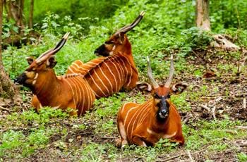 Eastern Bongo