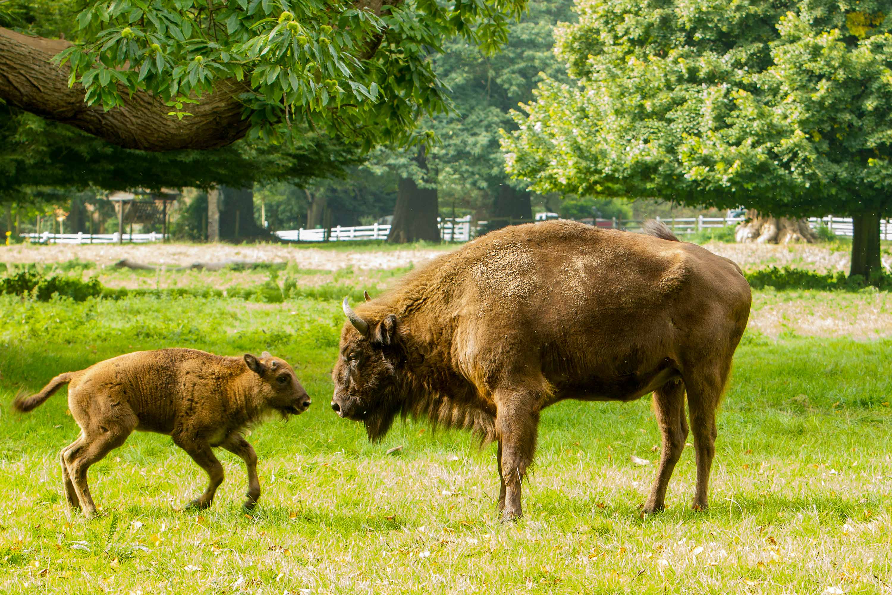 European bison and calf at Howletts Wild Animal Park in Kent