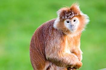 Javan Langur