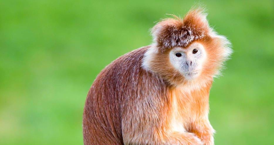Javan langur at Port Lympne Hotel & Reserve in Kent, UK