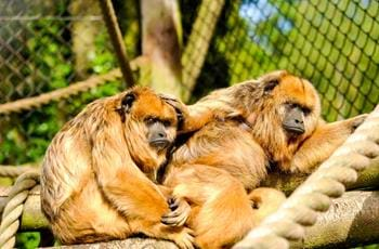 Black & Gold Howler Monkey