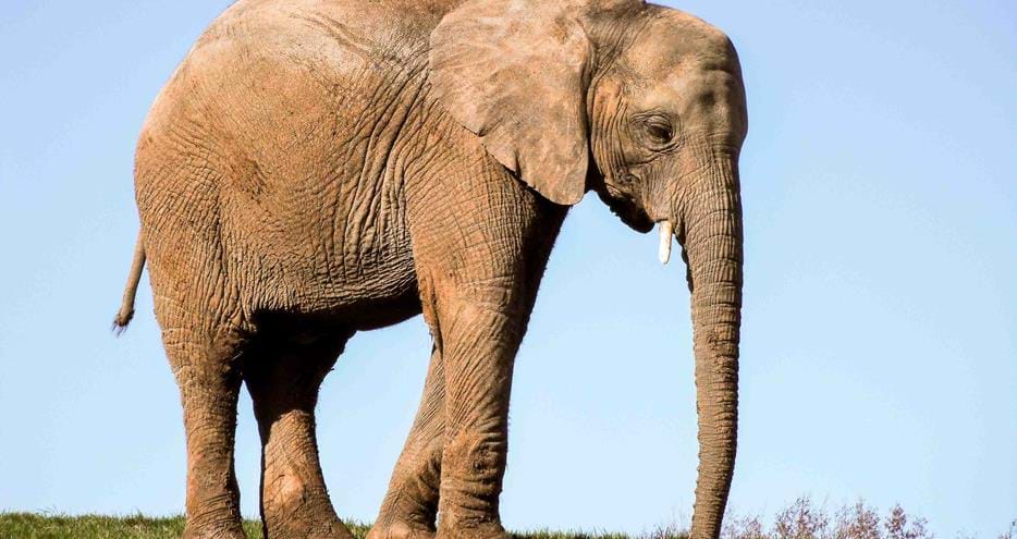 African elephant, Jara at Howletts Wild Animal Park in Kent