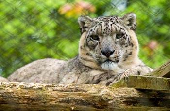 Snow leopards