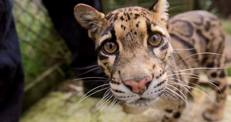 Clouded leopard, Matsi at Howletts Wild Animal Park in Kent