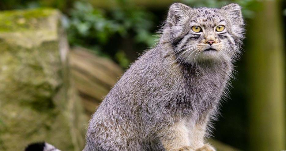 Pallas cat at Howletts Wild Animal Park in Kent
