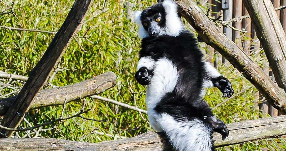 Black and white ruffed at Howletts Wild Animal Park in Kent