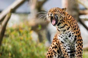 The Howletts Wild Animal Trust - Trustees