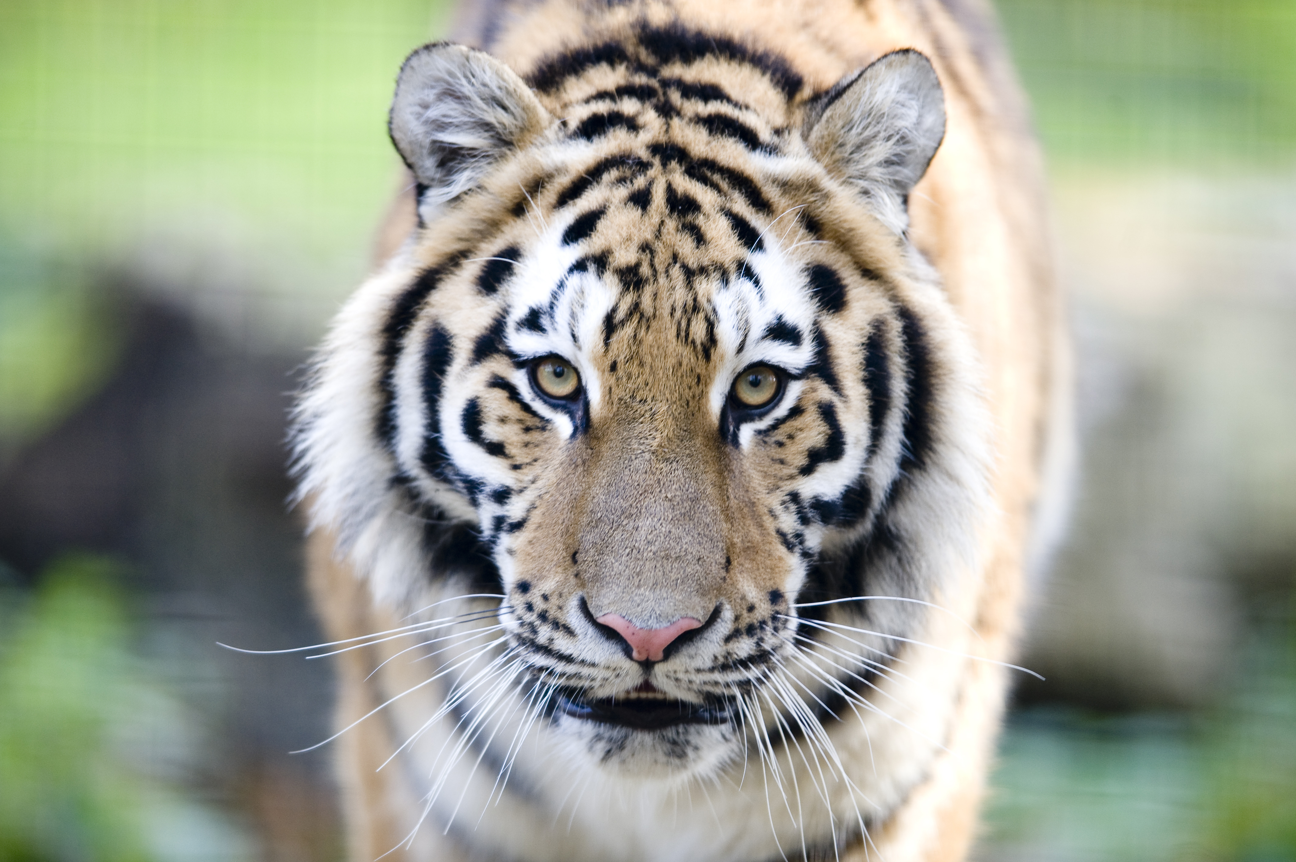 Amur tiger at Port Lympne Hotel & Reserve in Kent