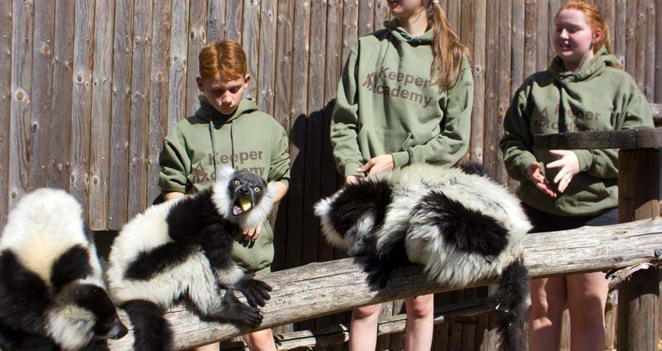 Keeper Academy experience for teenagers at Howletts Wild Animal Park in Kent
