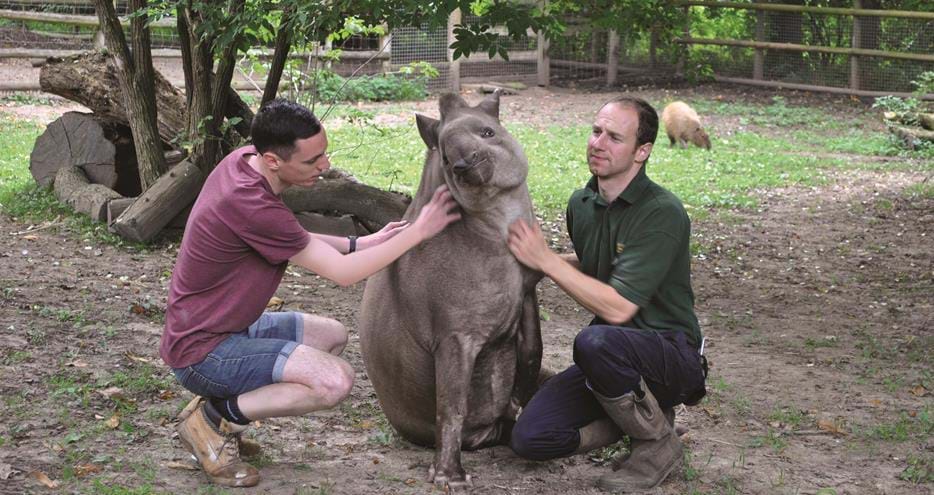 Tapir Keeper for a Day at Howletts Wild Animal Park in Kent