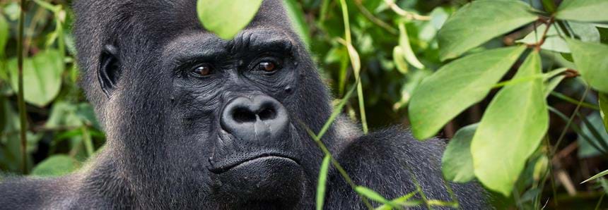 Western lowland gorilla silverback Djala at The Aspinall Foundation's conservation project in Gabon