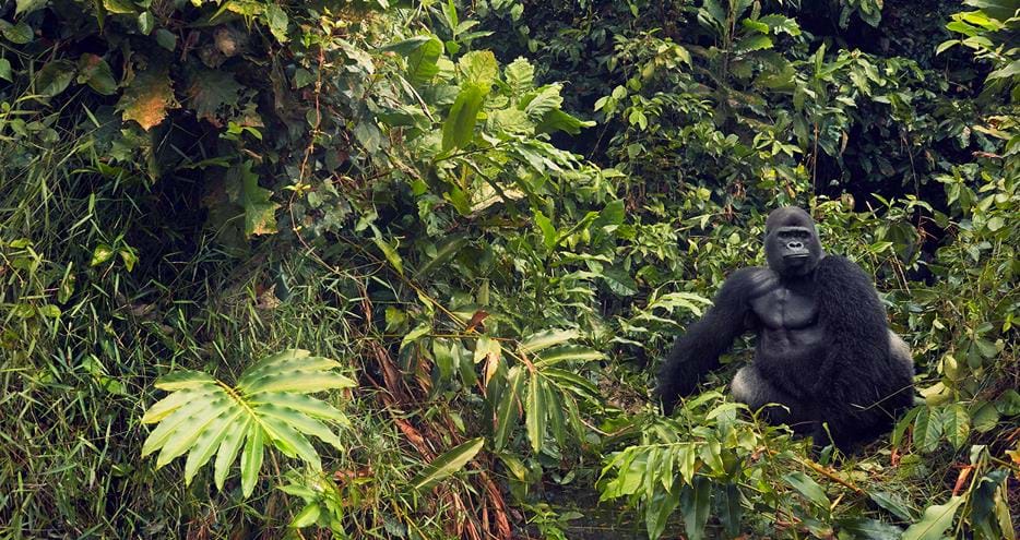 Silverback western lowland gorilla, Djala, living wild in The Aspinall Foundation's conservation project in Gabon, Africa