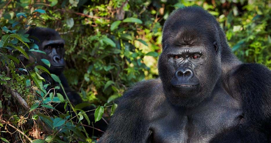 Djala, gorilla reintroduced to Gabon by The Aspinall Foundation. Photo Copyright Tim Flach