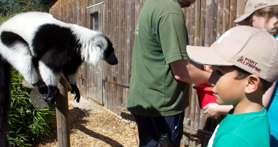 Junior Ranger meeting the lemurs at Howletts Wild Animal Park in Kent