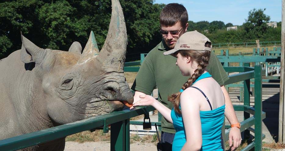 Junior Ranger meeting a rhino at Howletts Wild Animal Park in Kent