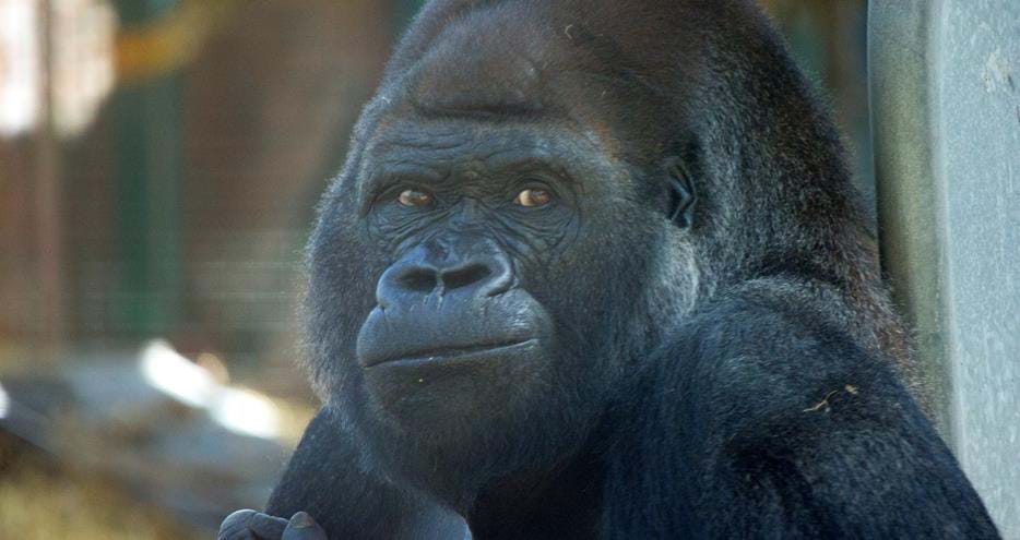 Western lowland gorilla at Howletts Wild Animal Park in Kent