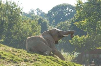 Voluntary Elephant Keeper Internship