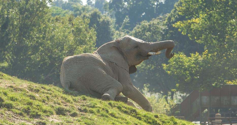 African Elephant at Howletts Wild Animal Park in Kent