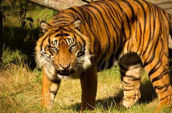 Voluntary Carnivore Keeper Internship