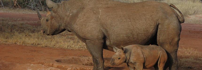 Eastern black rhino and calf released by The Aspinall Foundation
