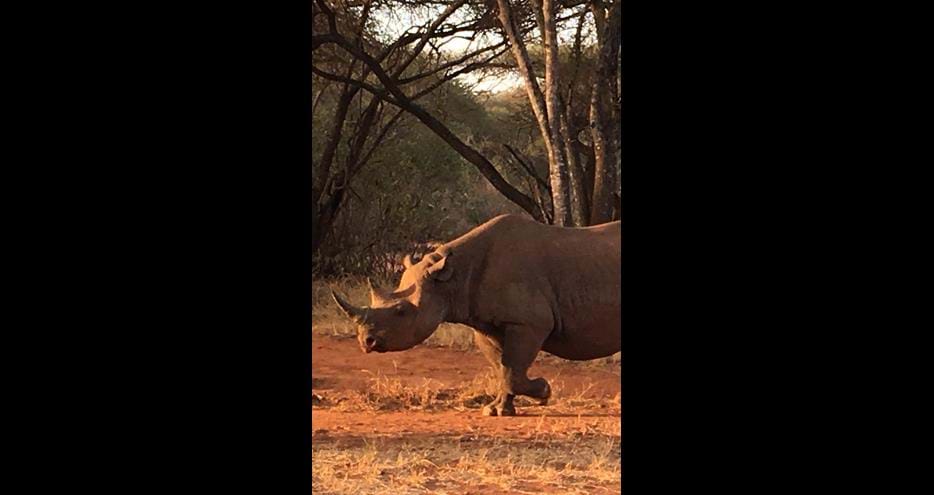 Eastern black rhino and calf released into the wild by The Aspinall Foundation