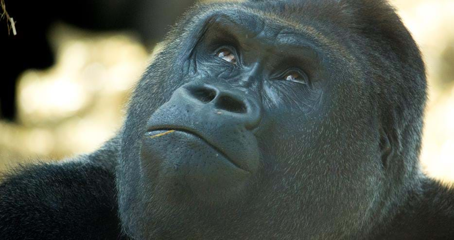 Western lowland gorilla at Howletts Wild Animal Park in Kent