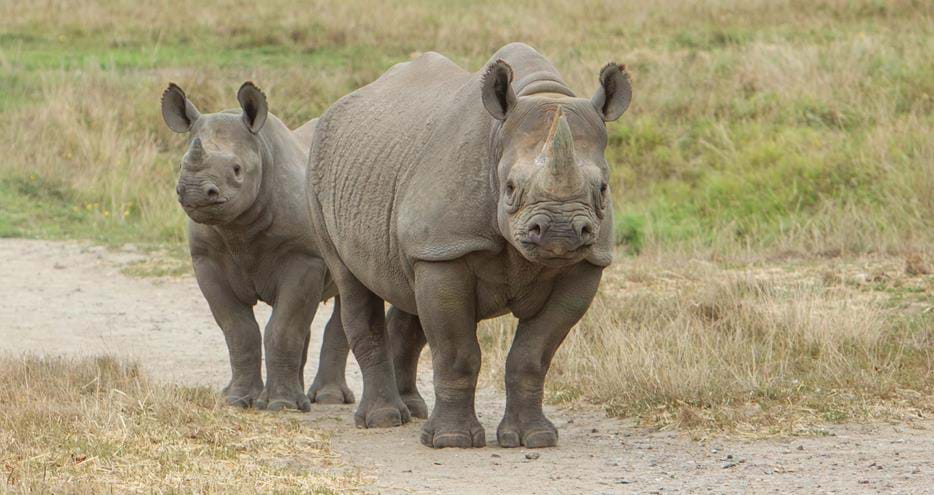 Eastern back rhino calf at Howletts Wild Animal Park in Kent