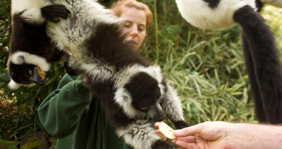 Animal encounter with lemurs at Howletts Wild Animal Park in Kent