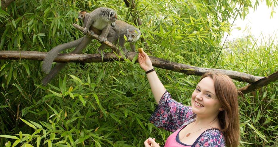 Lemur Encounter at Howletts Wild Animal Park in Kent