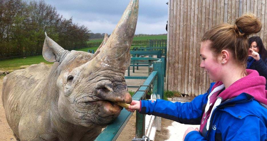 Rhino Animal Encounter at Howletts Wild Animal Park in Kent