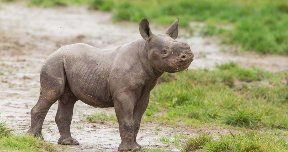 Eastern black rhino calf at Howletts Wild Animal Park in Kent