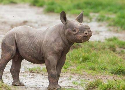 Eastern black rhino calf at Howletts Wild Animal Park in Kent