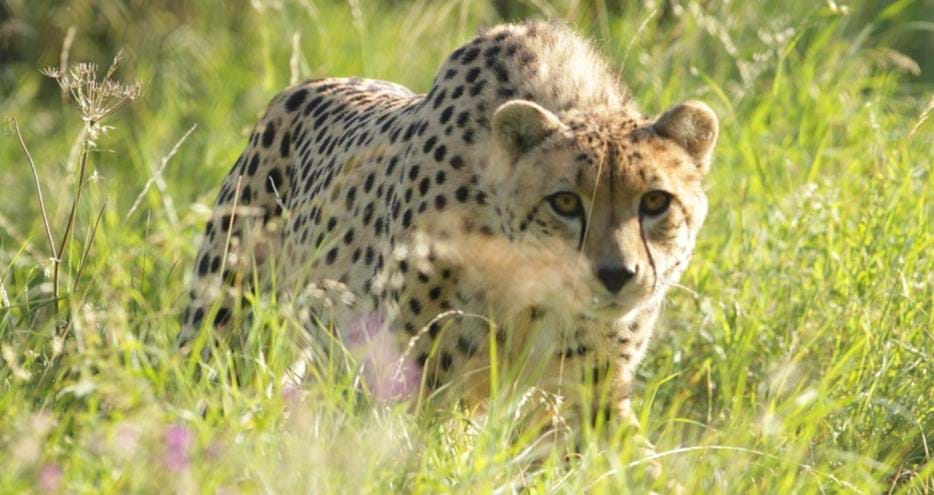 Southern Cheetah at Port Lympne Hotel & Reserve in Kent