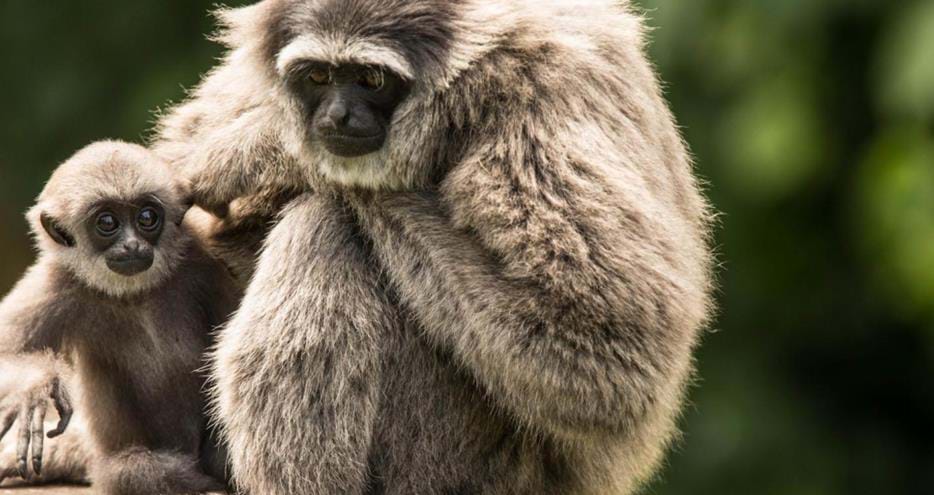 Javan or moloch gibbon at Howletts Wild Animal Park in Kent