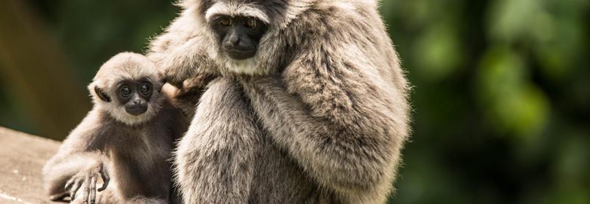 Javan or moloch gibbon at Howletts Wild Animal Park in Kent