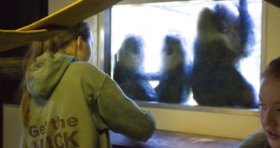 Lion tailed macaques watch the cleaning process at Howletts Wild Animal Park in Kent