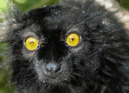 Black lemur at Howletts Wild Animal Park in Kent